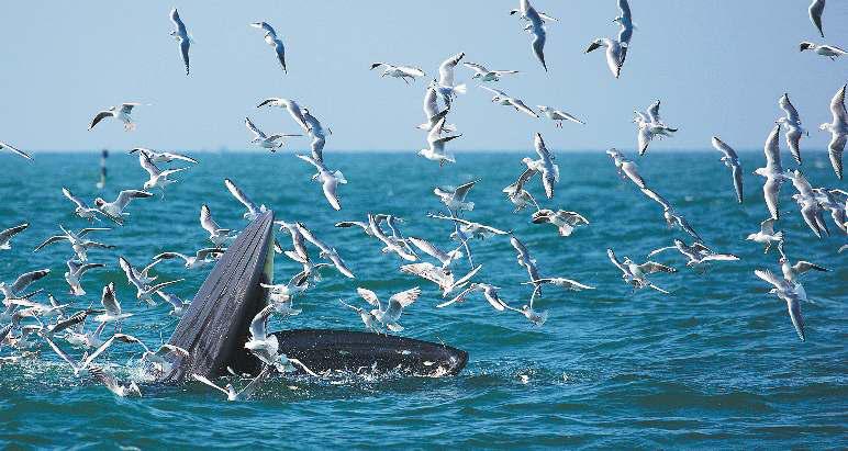 At sea and in the air two species are saved; now they're film stars