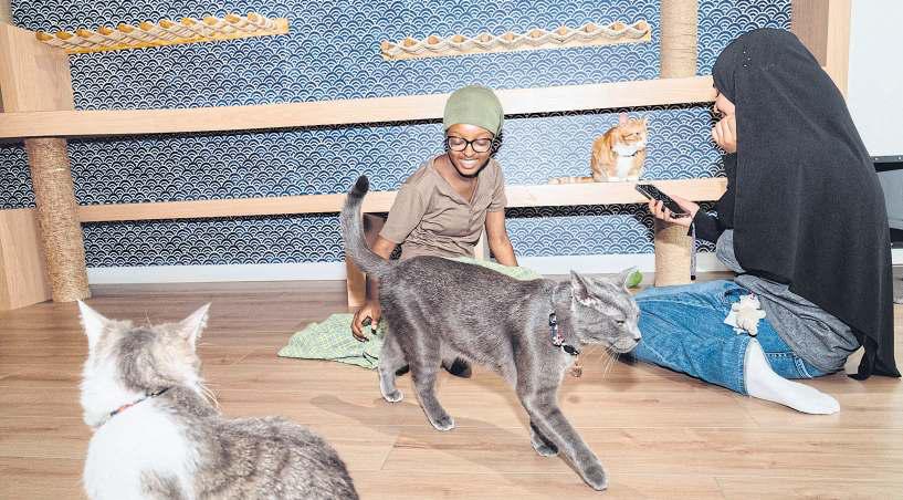 Labubus and a cat cafe help revive a shopping mall in New York