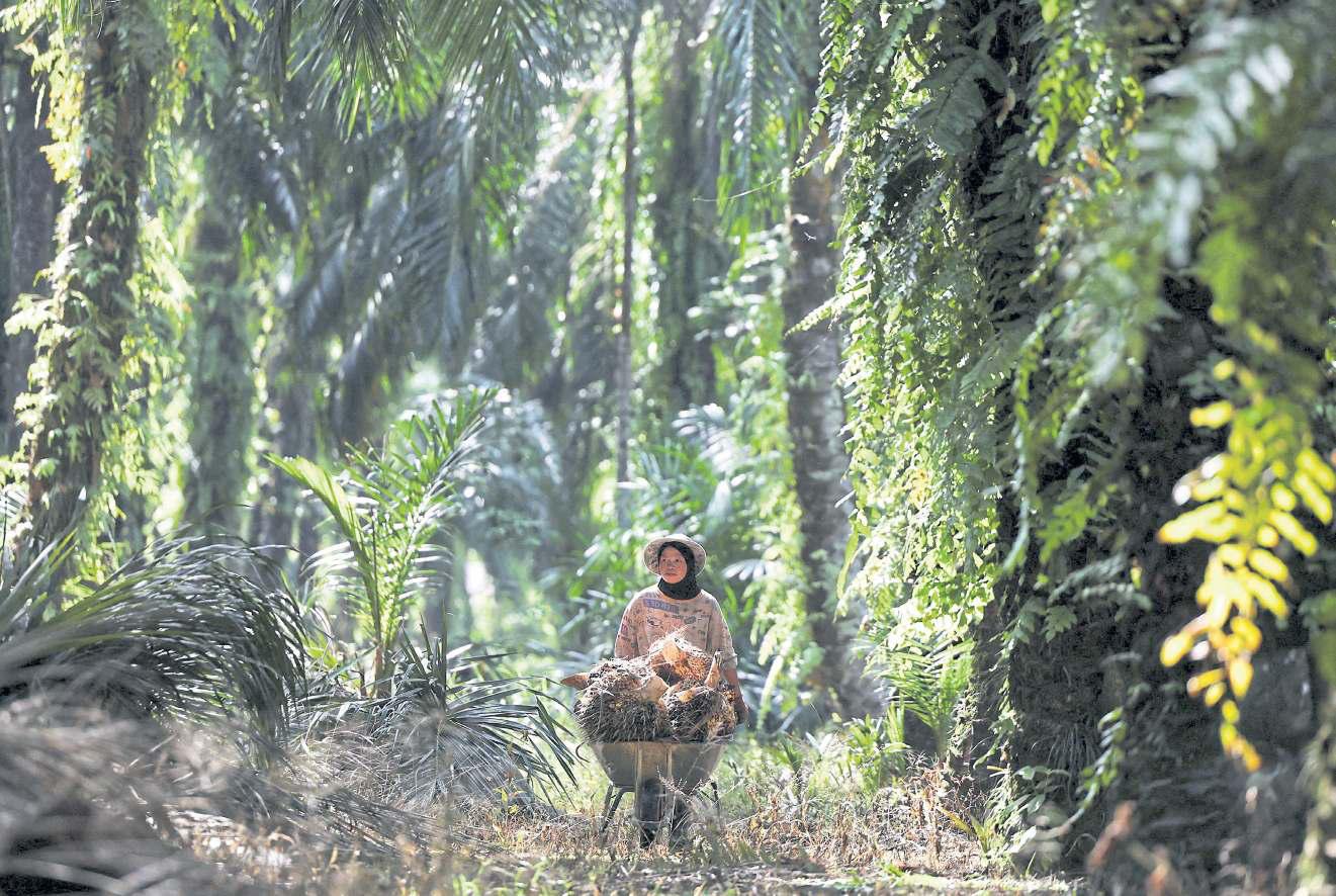 Ageing farmers, trees hit palm oil outlook