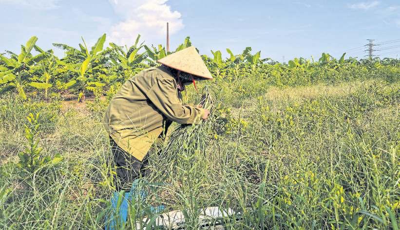 Vietnam farmers moved for Trump golf club get little in return