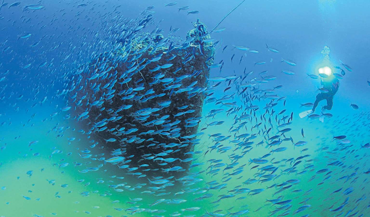 Global coral collapse a neglected crisis