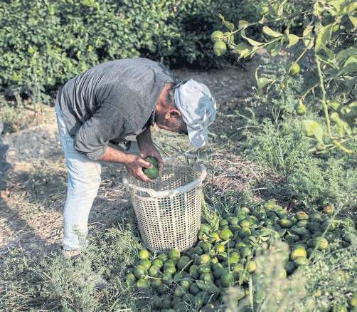 Frost, hail, heat hit Turkey's lemon crop