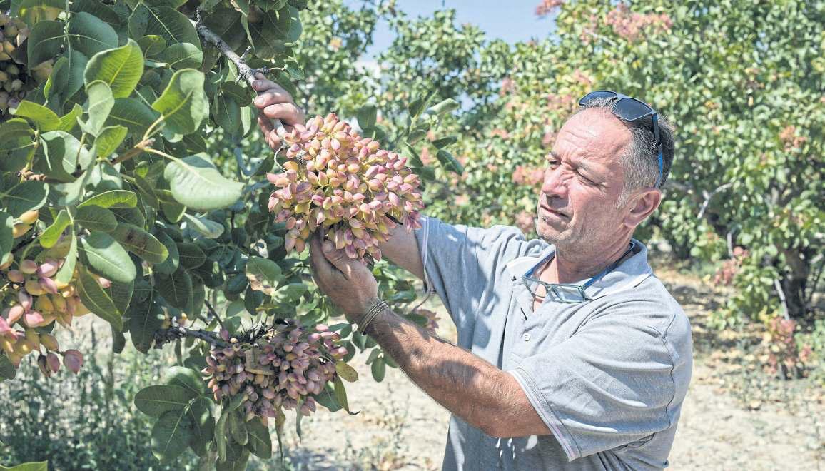 Greek island fears its pistachio tradition is fading