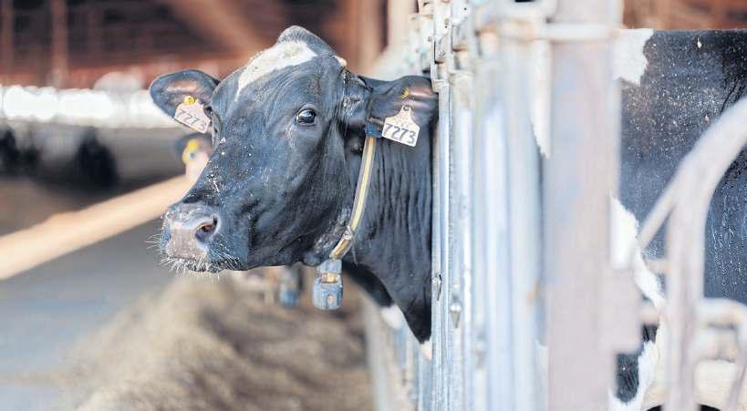 Forget cowbells. Cows wear high-tech collars now