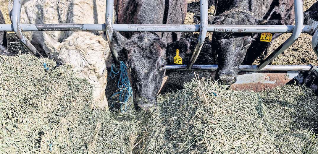 Trump: Argentina can help lower US meat prices