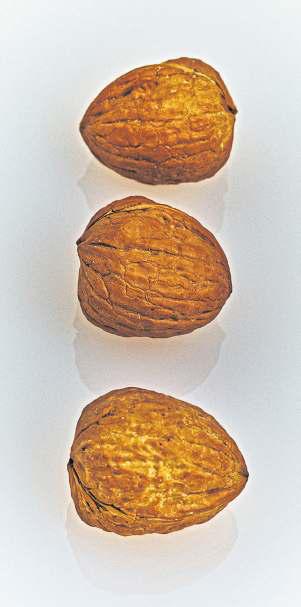 BUILD YOUR PLANT-BASED PORTFOLIO