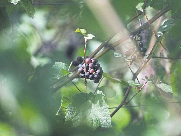 2025 is turning out to be a great year for wine