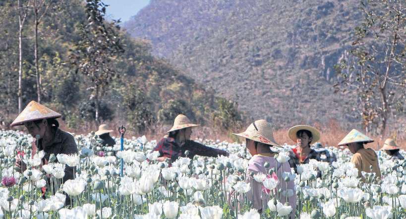 Opium poppy farming surges