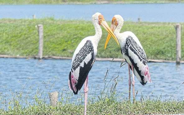 Explore coastal birdlife with Siam Society