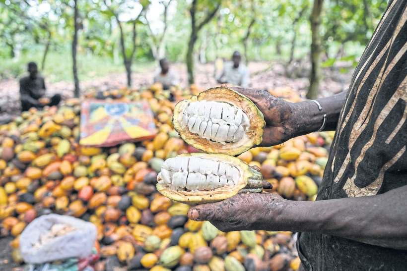 Cocoa prices play the Grinch