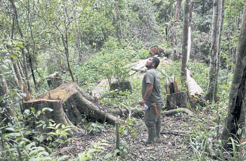 Orangutans faced 'extinction level' floods
