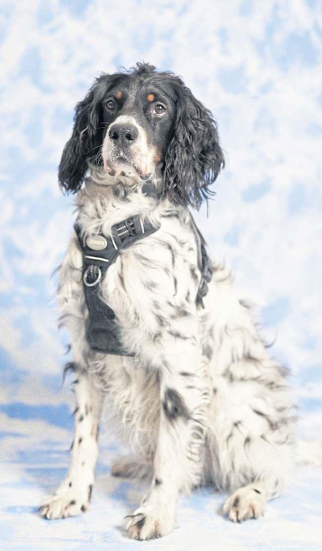 BARKING UP THE RIGHT TREE