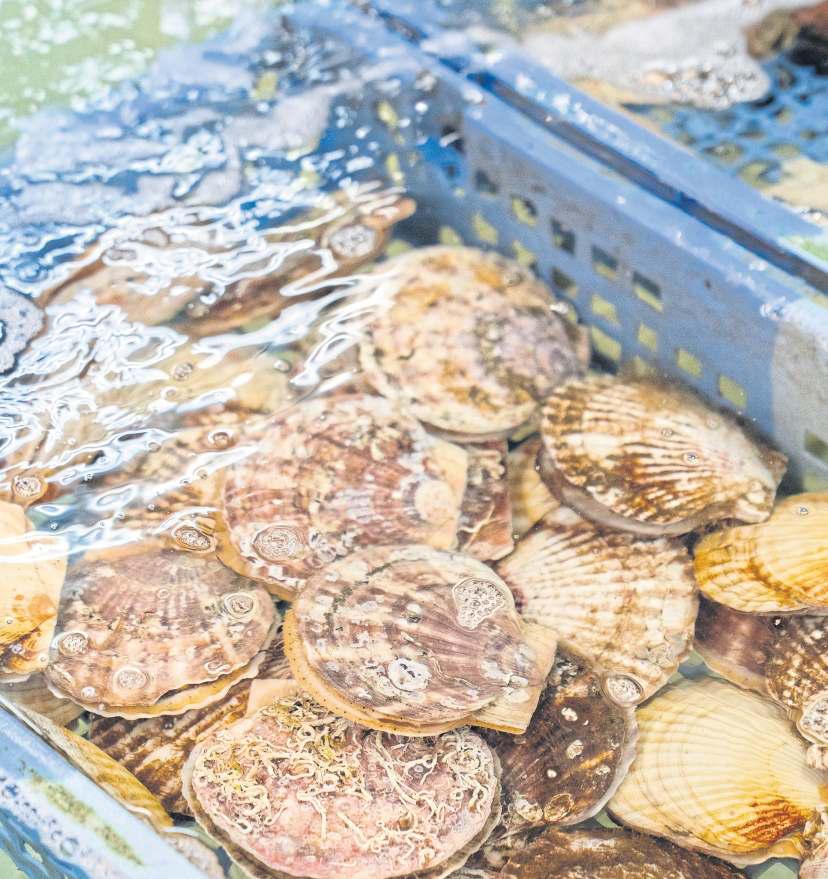 How a Japanese scallop became a trade pawn