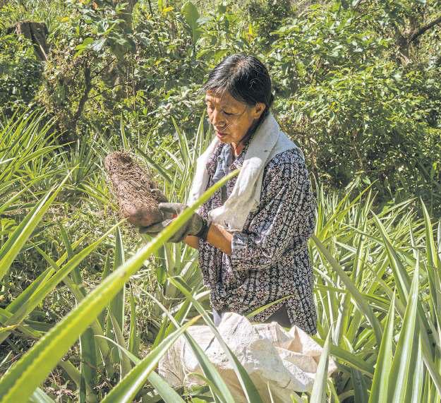 Philippine farmers struggle to meet global demand for 'ube'