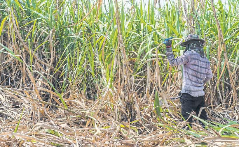Cane farmers win support