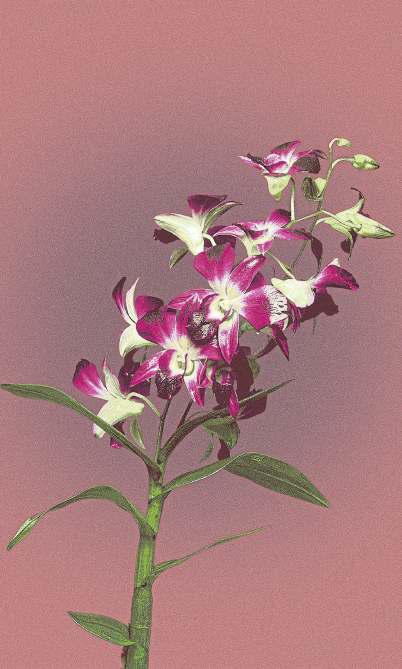 SAC GALLERY PRESENTS A TALE OF TWO ORCHIDS