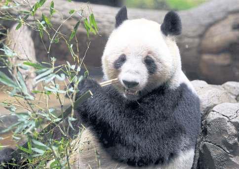 Last pandas leave for China as bilateral ties fray