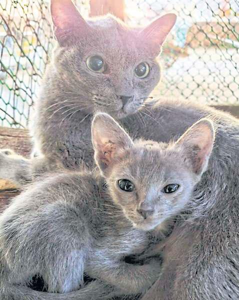 Breeding push moves to secure future of Korat cats