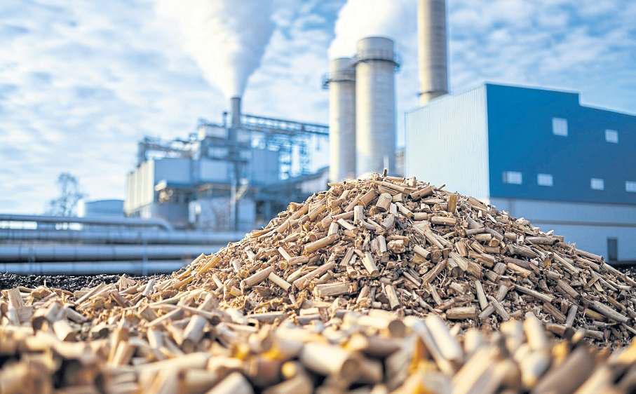Sugar cane demand poised to rocket