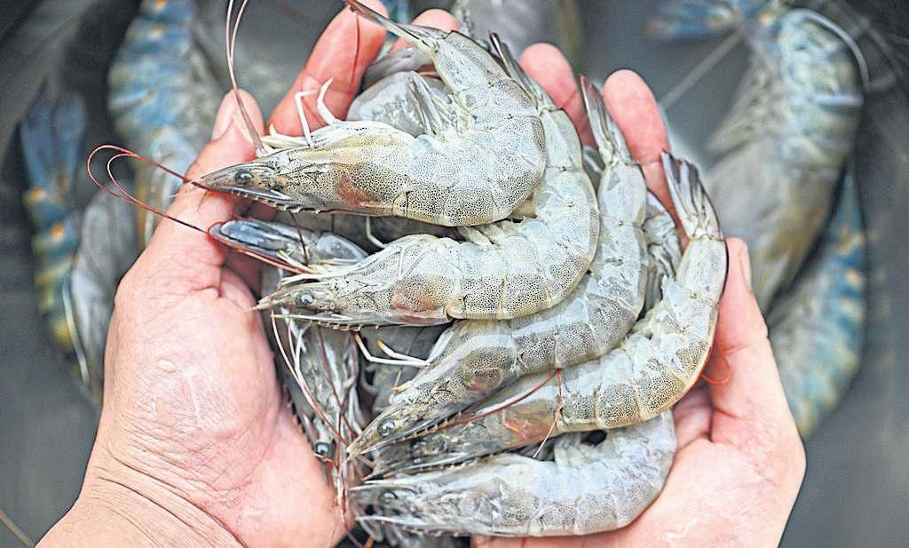 Shrimp exporters unfazed by US tariffs