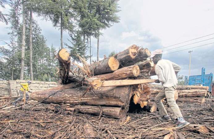 The economy depends on forests