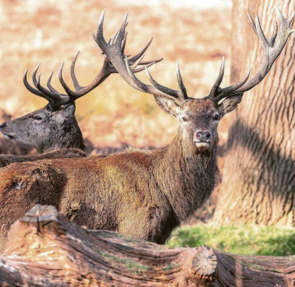 A stag-gering 19C on the way