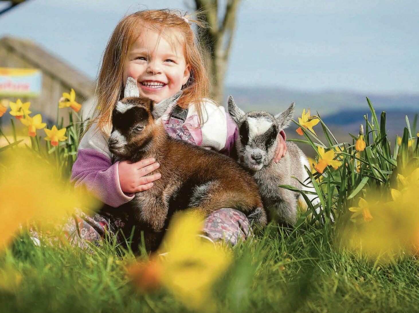 It's goat to be the start of spring...