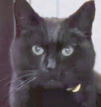 Missing cat back after long paws