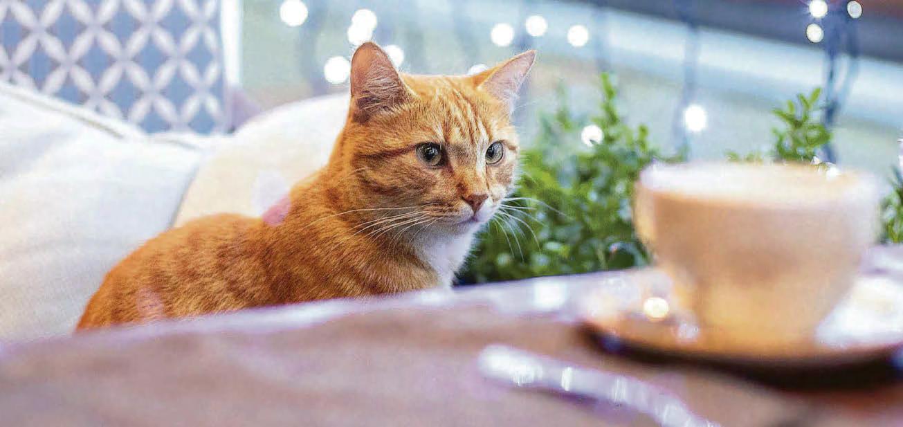 'Close down cat cafes'