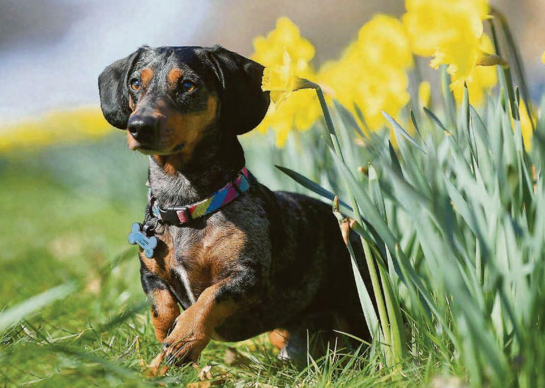 Spring underway with Spanish-style warmth