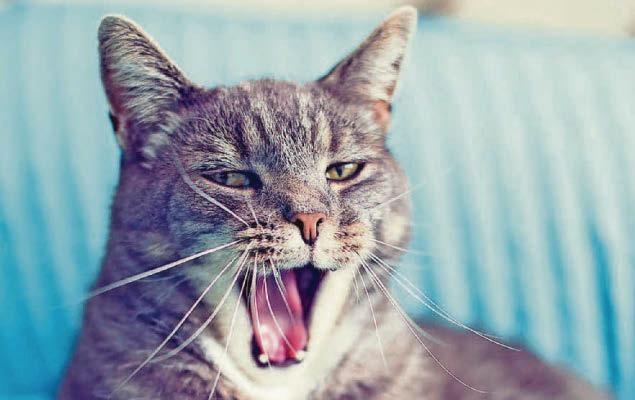 Does my cat need a chip?