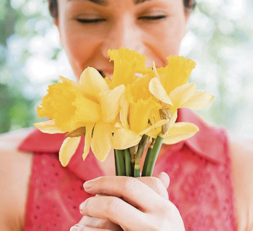 Can daffodils have caused my sudden blooming itching?