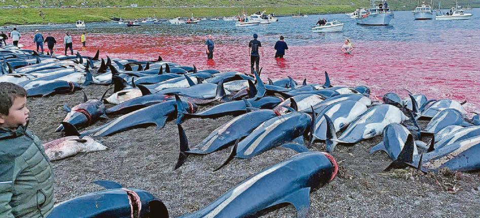 Fishing deal 'rewards slaughter of dolphins'