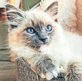 Alarm at rise in 'designer cats' given up by struggling owners