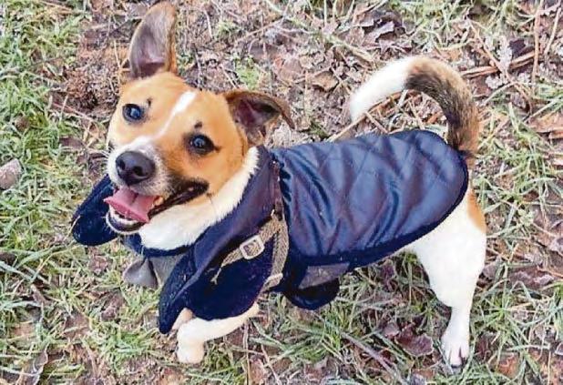Shock warning as adder kills pet dog