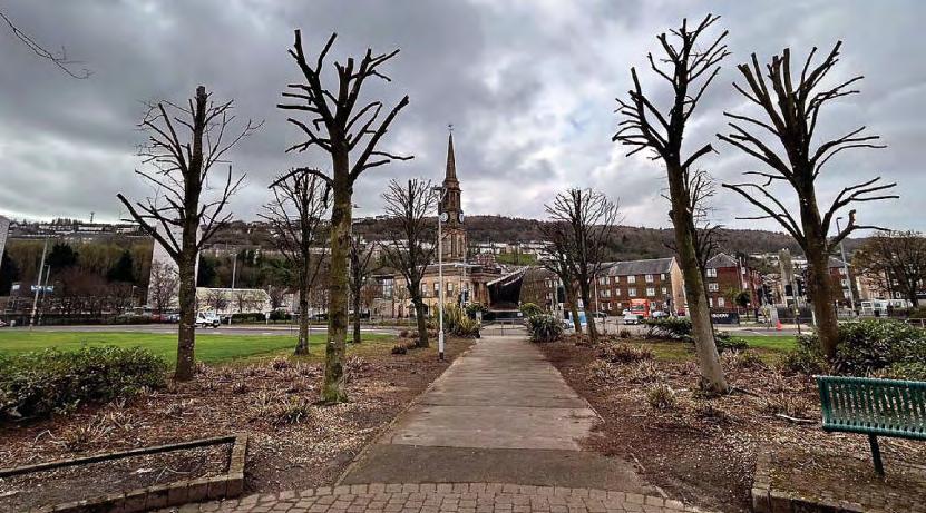 Anger over beauty spot tree 'butchery'