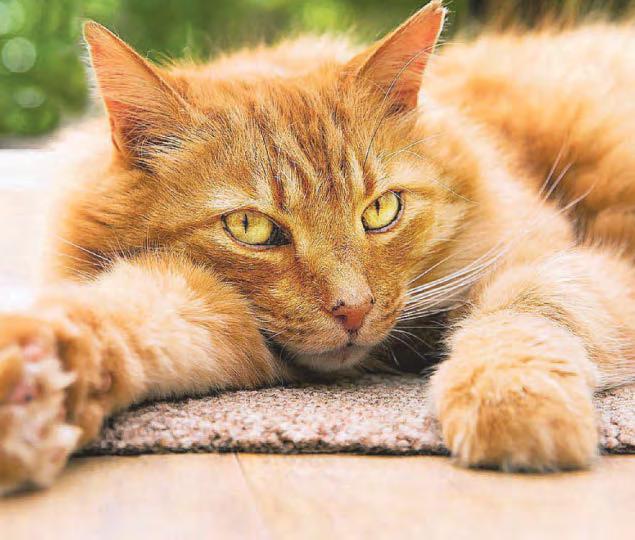 How do we spot cat flu?