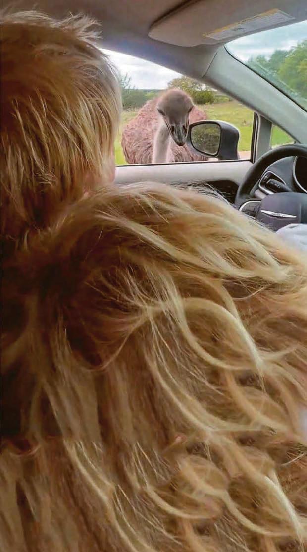 Boris' blue fit as ostrich puts him down in the pecking order