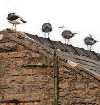 We fear a 9,000-gull invasion