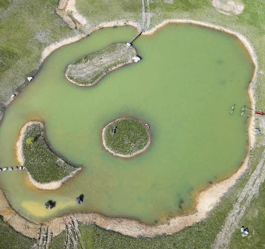 The name's pond ...birds flock to 007 frontrunner's lake