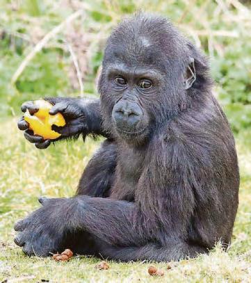 How I became 'mum' to two baby gorillas