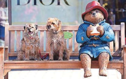 Needled Paddington fan's tattoo tribute