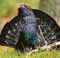 Police are brought in to lek after rare birds