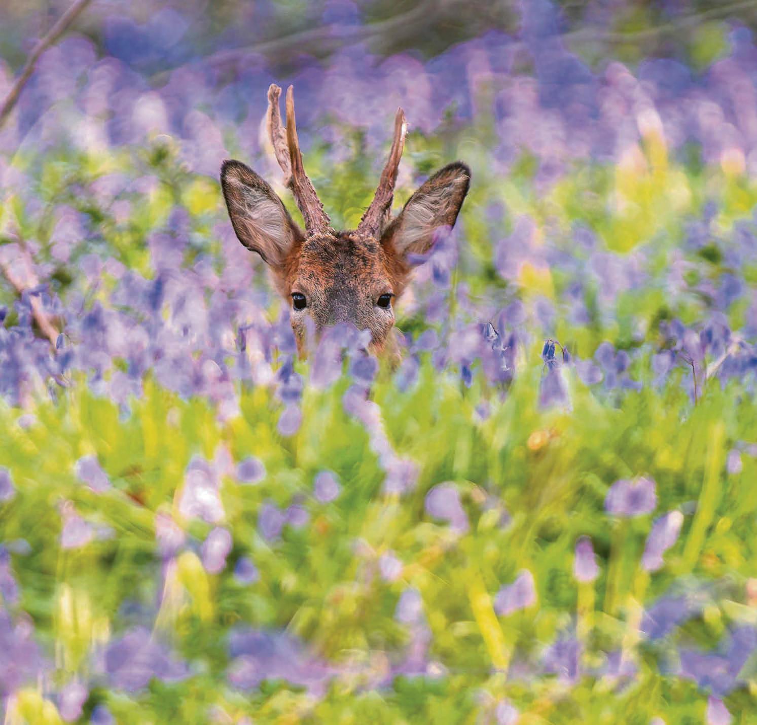 It's a lovely day, my deer