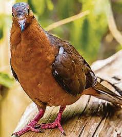 Dove chicks' extinction rebellion