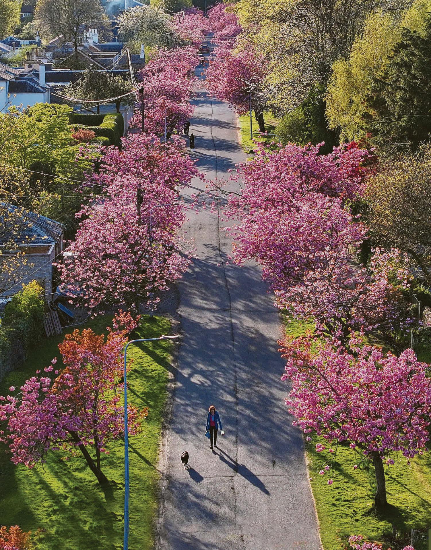 Blossoms are cherry on top