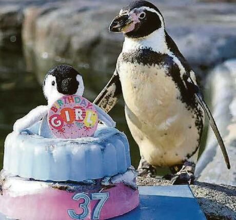 Super Spneb's happy feat as oldest penguin at 37