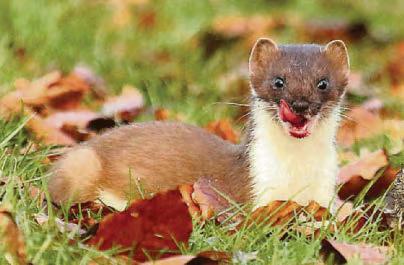Removal of stoats sees isles bird species population soar