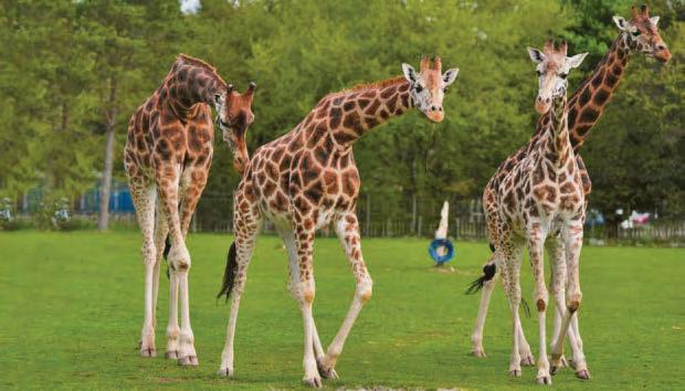 Sticking our necks out to save giraffes
