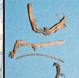 300-year-old mummy was man of the cloth...and twigs and flax